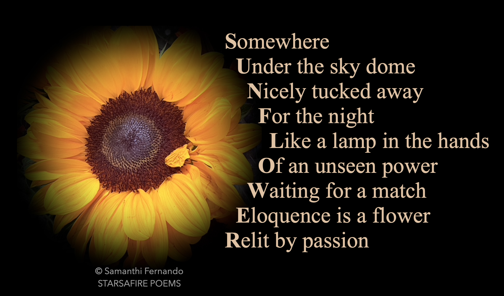 SUNFLOWER